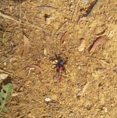 Missulena occatoria (Red-headed Mouse Spider) at Mount Jerrabomberra - 7 Jun 2022 by jcsiesta