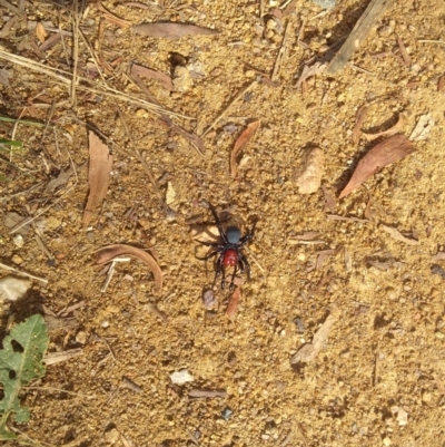 Missulena occatoria (Red-headed Mouse Spider) at Mount Jerrabomberra QP - 7 Jun 2022 by jcsiesta