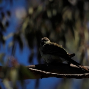 Psephotus haematonotus at Belconnen, ACT - 17 Nov 2019