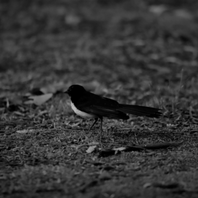 Rhipidura leucophrys (Willie Wagtail) at Belconnen, ACT - 17 Nov 2019 by JimL