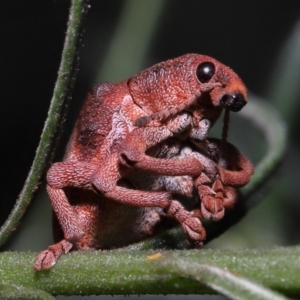 Gonipterus pulverulentus at Acton, ACT - 26 Jun 2022