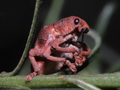 Gonipterus pulverulentus (Eucalyptus weevil) at Acton, ACT - 26 Jun 2022 by TimL