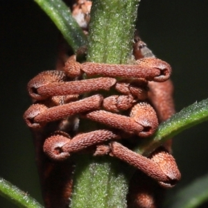 Gonipterus pulverulentus at Acton, ACT - 26 Jun 2022