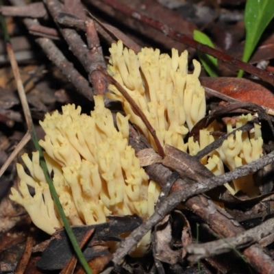 Ramaria sp. (genus) (A Coral fungus) at Acton, ACT - 26 Jun 2022 by TimL