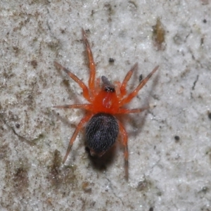 Nicodamidae (family) at Acton, ACT - 24 Jun 2022