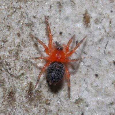 Nicodamidae (family) (Red and Black Spider) at ANBG - 24 Jun 2022 by TimL