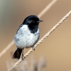 Melanodryas cucullata cucullata (Hooded Robin) at Paddys River, ACT - 26 Jun 2022 by Boagshoags