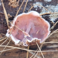 Xylobolus illudens (Purplish Stereum) at O'Connor, ACT - 27 Jun 2022 by trevorpreston