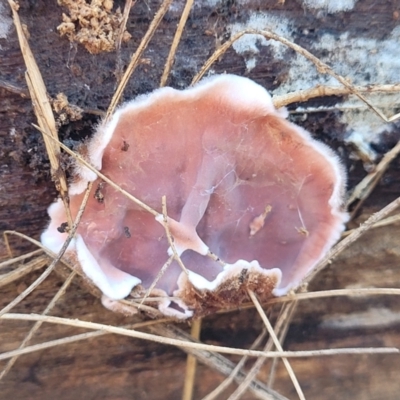 Xylobolus illudens (Purplish Stereum) at O'Connor, ACT - 27 Jun 2022 by trevorpreston