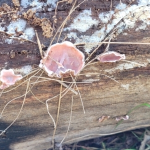 Xylobolus illudens at O'Connor, ACT - 27 Jun 2022 11:33 AM