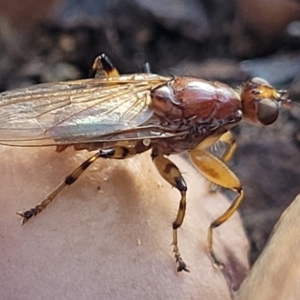 Tapeigaster sp. (genus) at O'Connor, ACT - 27 Jun 2022