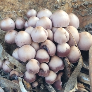 Mycena 'clarkeana group' at O'Connor, ACT - 27 Jun 2022