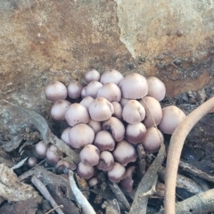 Mycena 'clarkeana group' at O'Connor, ACT - 27 Jun 2022