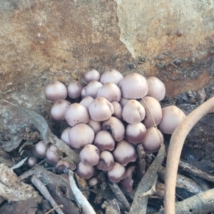 Mycena 'clarkeana group' at O'Connor, ACT - 27 Jun 2022 11:36 AM