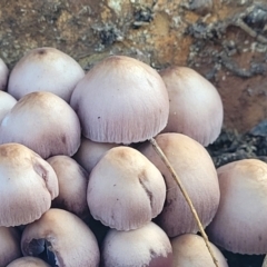 Mycena 'clarkeana group' at O'Connor, ACT - 27 Jun 2022 11:36 AM