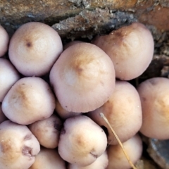 Mycena 'clarkeana group' at O'Connor, ACT - 27 Jun 2022