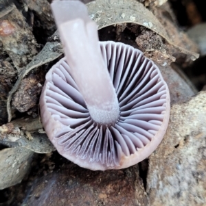 Mycena 'clarkeana group' at O'Connor, ACT - 27 Jun 2022