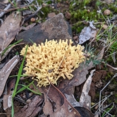 Unidentified Coralloid fungus, markedly branched at Hamilton Valley, NSW - 26 Jun 2022 by Darcy