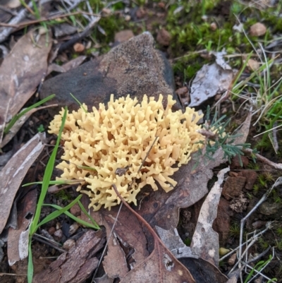 Unidentified Coralloid fungus, markedly branched at Hamilton Valley, NSW - 26 Jun 2022 by Darcy
