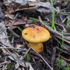 Cortinarius sinapicolor (Slimy Yellow Cortinar) at Hamilton Valley, NSW - 26 Jun 2022 by Darcy