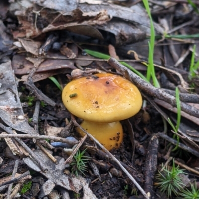 Cortinarius sinapicolor (Slimy Yellow Cortinar) at Hamilton Valley, NSW - 26 Jun 2022 by Darcy