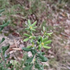 Persoonia rigida (Hairy Geebung) at Albury, NSW - 26 Jun 2022 by Darcy