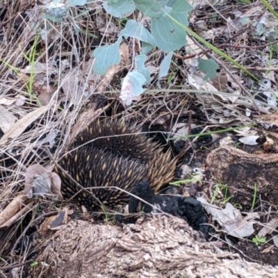 Tachyglossus aculeatus (Short-beaked Echidna) at Albury, NSW - 26 Jun 2022 by Darcy