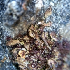 Pseudocyphellaria sp. (A Speckled-belly Lichen) at Cooma North Ridge Reserve - 26 Jun 2022 by mahargiani