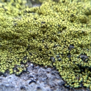 Lichen - crustose at Cooma, NSW - 26 Jun 2022