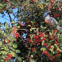 Callocephalon fimbriatum (Gang-gang Cockatoo) at Hughes, ACT - 27 Jun 2022 by Sim