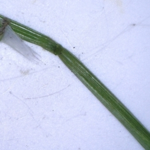 Ehrharta erecta at Watson, ACT - 27 Jun 2022