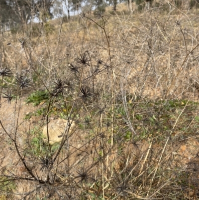 Bidens sp. (Cobbler's Pegs, Farmer's Friend) at Torrens, ACT - 28 Jun 2022 by nathkay