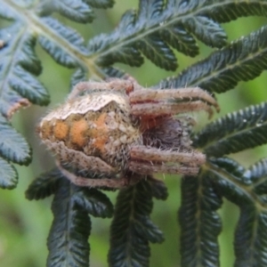 Araneinae (subfamily) at Paddys River, ACT - 13 Feb 2022 05:47 PM