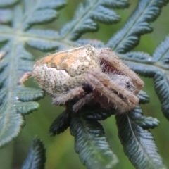 Araneinae (subfamily) at Paddys River, ACT - 13 Feb 2022 05:47 PM