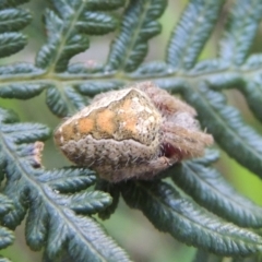 Araneinae (subfamily) at Paddys River, ACT - 13 Feb 2022