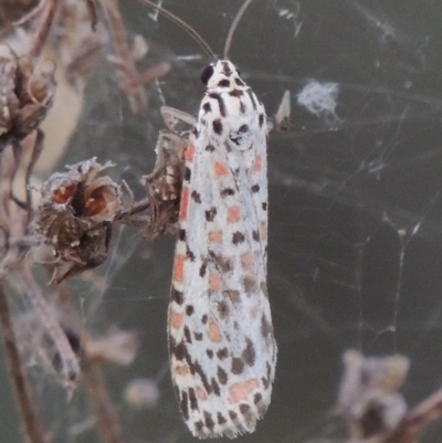 Utetheisa (genus) (A tiger moth) at Paddys River, ACT - 14 Mar 2015 by MichaelBedingfield