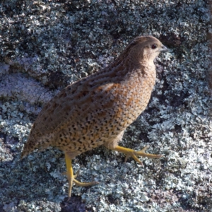 Synoicus ypsilophorus at Tennent, ACT - 27 Jun 2022