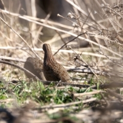 Synoicus ypsilophorus at Tennent, ACT - 27 Jun 2022