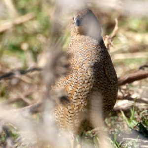 Synoicus ypsilophorus at Tennent, ACT - 27 Jun 2022