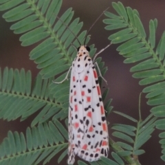 Utetheisa pulchelloides (Heliotrope Moth) at Paddys River, ACT - 2 Mar 2016 by MichaelBedingfield