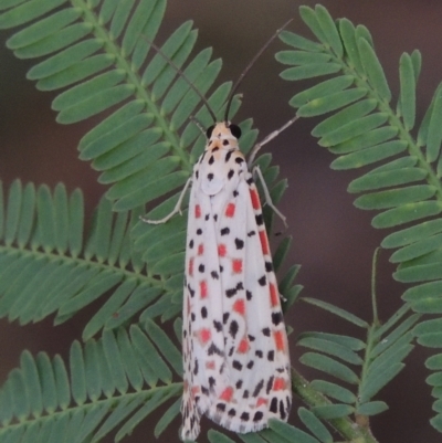 Utetheisa pulchelloides (Heliotrope Moth) at Paddys River, ACT - 2 Mar 2016 by MichaelBedingfield