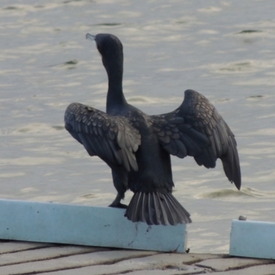 Phalacrocorax carbo (Great Cormorant) at Merimbula, NSW - 16 Jul 2020 by MichaelBedingfield