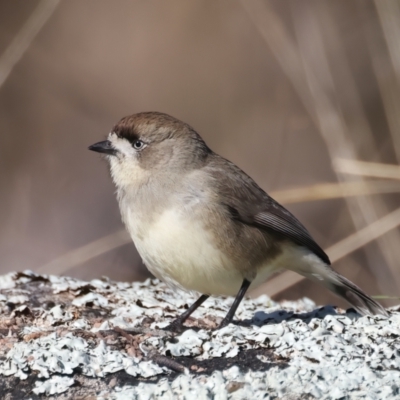 Aphelocephala leucopsis (Southern Whiteface) at Tennent, ACT - 27 Jun 2022 by jb2602