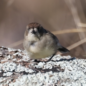 Aphelocephala leucopsis at Tennent, ACT - 27 Jun 2022