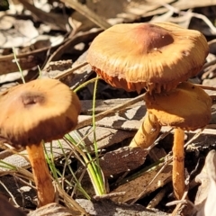 zz agaric (stem; gills not white/cream) at O'Connor, ACT - 28 Jun 2022 by trevorpreston