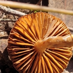 zz agaric (stem; gills not white/cream) at O'Connor, ACT - 28 Jun 2022 12:39 PM