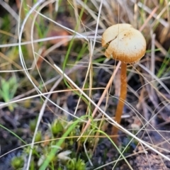 Unidentified Cap on a stem; gills below cap [mushrooms or mushroom-like] at O'Connor, ACT - 28 Jun 2022 by trevorpreston