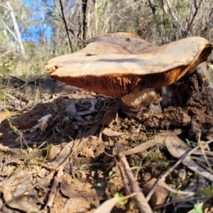 Austrocortinarius australiensis at O'Connor, ACT - 28 Jun 2022 12:46 PM