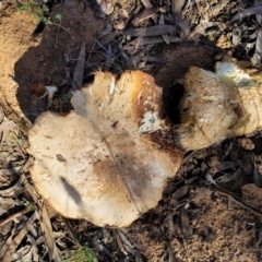 Austrocortinarius australiensis at O'Connor, ACT - 28 Jun 2022