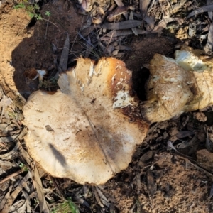 Austrocortinarius australiensis at O'Connor, ACT - 28 Jun 2022 12:46 PM